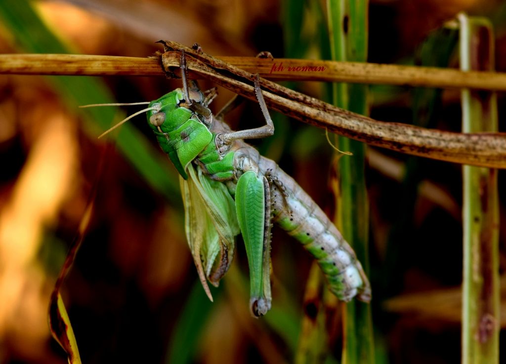 Tettigonia viridissima? No,  Locusta migratoria e Acrida ungarica mediterranea